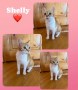 Shelly (7)